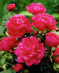Pin By Nancy Alari On Flower Flowers Perennials Peonies Spring Hill Nursery