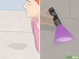 Remove The Smell Of Cat Or Dog Urine