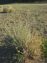 Image result for Orthanthera