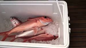I tried grilled snapper for the first time in nayarit. Cartuchos Y Dorados Reel Lady Fishing Team Youtube