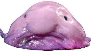 Blob fish are easily the most ugly fish in the ocean, but do they really look like this under the water? The Blobfish And Other Deep Questions