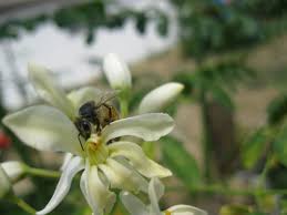 Namun, anda sebaiknya tidak mengonsumsi bagian lain seperti bunga, . Pin On Garden For Bee And Bird