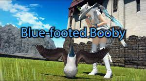 FFXIV: Blue-footed Booby Minion - YouTube