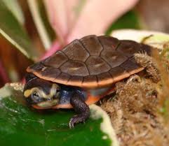 These sideneck turtles have an even temperament and great appetite, they will readily feed on turtle pellets and fish. Pink Bellied Side Neck Turtle Care Wiki Reptiles Amino