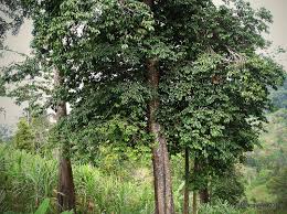 Image result for Entada stuhlmannii