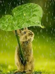 Raindrops Video In 2020 Rain Drops Good Morning Friends Panda Wallpapers