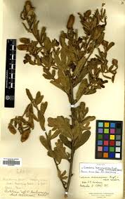 Image result for Crotalaria valida