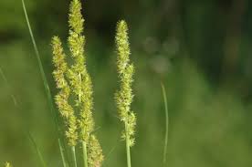 Image result for Carex angolensis