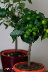 Limau nipis vs limau kasturi. Calamondin Limau Kasturi Aka Calamansi Limes