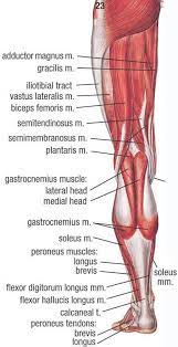 It contains tendons of the flexor digitorum superficialis and the flexor digitorum profundus, but not the flexor pollicis longus. Posterior View Of A Left Leg Mapping The Location Of The Different Muscles That Make It Up Human Muscle Anatomy Human Body Anatomy Muscle Anatomy