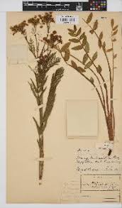 Image result for Sium repandum