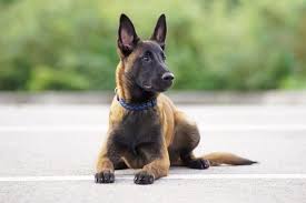 Do belgian malinois german shepherd mixes make good family dogs? Belgian Malinois Vs German Shepherd Everything You Need To Know Perfect Dog Breeds