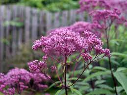Joe pye, an indian healer from new england, used e. Joe Pye Weed Plant Growing And Caring For Joe Pye Weeds In The Garden
