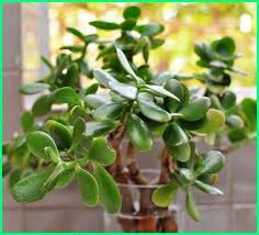 12 Tanaman Hias Yang Bisa Hidup Di Dalam Air Dunia Fauna Hewan Binatang Tumbuhan Tanaman Tanaman Indoor Tanaman Pot