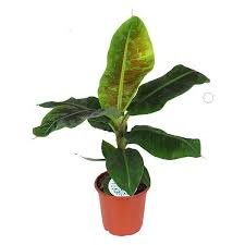 Image result for Musa Cavendish