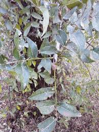 Image result for Zanthoxylum chalybeum