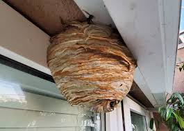 Some wasps are known for digging holes, too. Wasps Nest My Bedroom Window Album On Imgur