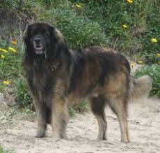 Check spelling or type a new query. 11 Dogs I Want Ideas Dogs Big Dogs Puppies