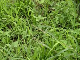 Image result for Echinochloa jubata