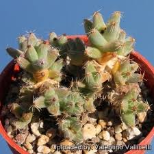 Image result for Dipcadi marlothii