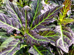 Image result for Pseudovigna