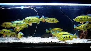Kami akan memberikan daftar harga aquarium terbaru, namun harga yang tercantum disini belum tentu sama dengan harga di pasaran. Filter Aquarium Air Tawar Inilah Kisaran Harganya Ikan Hias Air Tawar Laut Dan Aquarium