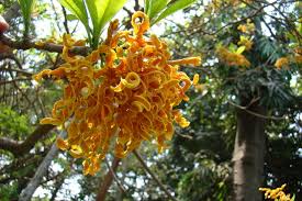 Image result for Terminalia tricristata