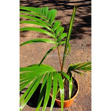 Image result for Hyophorbe indica