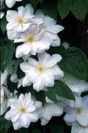 Maybe you would like to learn more about one of these? Clematis Marie Boisselot Or Madame Le Coultre White Clematis Clematis Flowering Vines
