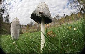 Nj Faces Potentially Dangerous Wild Mushroom Season