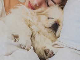 Der ideale schlafplatz für den hund. 5 Gute Grunde Warum Dein Hund Auch In Deinem Bett Schlafen Sollte Wunderweib