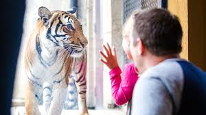 Special exhibits include valley of the kings, gorilla valley, the williams family giraffe encounter, the boyd family red panda village, grasslands. Zoo Knoxville