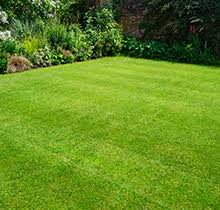 Please stay off new sod until after the first mowing. Essential New Sod Care And Maintenance Advice Greenbloom