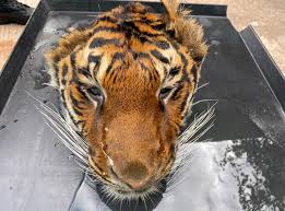 A tigon is a cross between a lioness and a male tiger. Beheaded Tiger Found At Private Zoo Raided By Authorities In Thailand The Independent