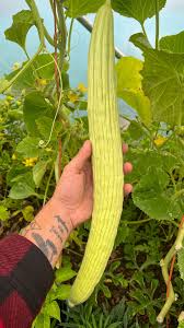 Image result for Cucumis melo