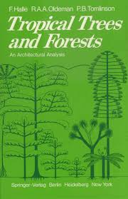 Image result for Strephonema sericeum