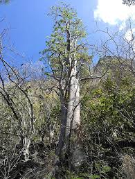 Image result for Cyphostemma glandulosissimum