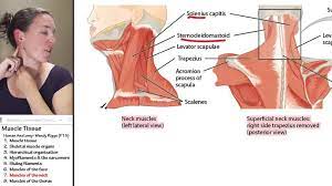 Superficial extrinsic muscles of the back : Muscle 7 Muscles Of The Neck Youtube