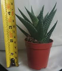Aloe up's main ingredient is right in our name, aloe. Why Is My Aloe Vera Plant Not Growing Gardener Report