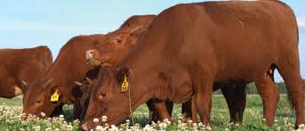 Pin On Red Devon Cattle