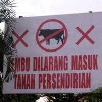 Hujan sudah turun dari petang kelmarin, menjirus sesekali dahulu kala antara temasya yang menjadi permainan adalah temasya laga lembu. Kandang Lembu 2 Tips
