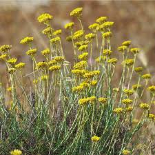 Image result for Helichrysum kirkii