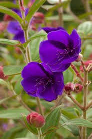 Texas gardeners often use the texas redbud as an accent tree or an understory tree. Princess Flower