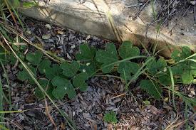 Image result for Neorautanenia mitis