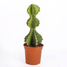 Image result for Euphorbia cooperi