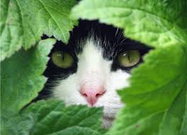 Michelson d., allgulander c., dantendorfer k. Types Of Anxiety Medication For Cats Petmd