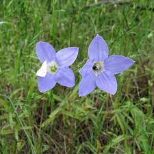 Wahlenbergia species have spread widely, even to oceanic islands, and there are four species known from the island of st helena, including the now extinct species w. Wahlenbergia Stricta View All Natives Australian Seed