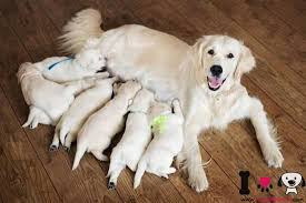 Cachorro fotos de perros bonitos. Top 100 Nombres Para Perros Mejores Nombres De 2021