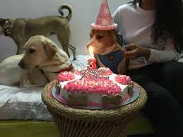 Pet bakery near me cat. 4 Places To Get Cakes For Your Pets So Delhi