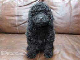 Über 7 millionen englischsprachige bücher. F1b Mini Bernedoodle Dog Female Black 2699181 Petland Frisco Tx